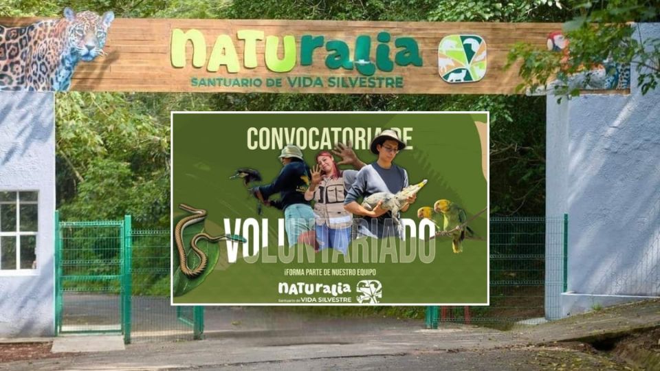 Así puedes ser voluntario en el parque Naturalia, Santuario de Vida Silvestre este 2025