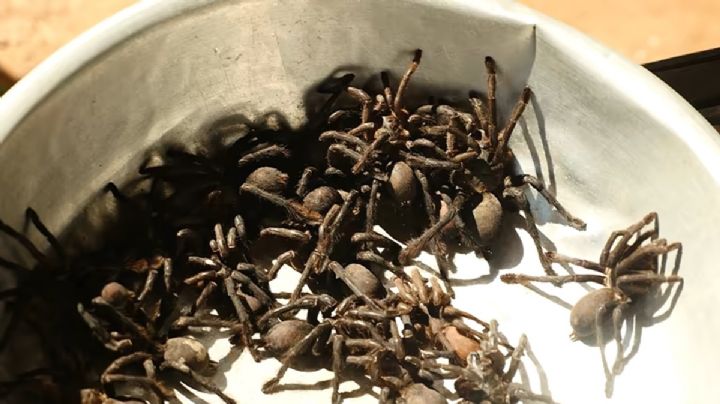 Arañas en Galletas: el sorprendente contrabando en aduana de Alemania