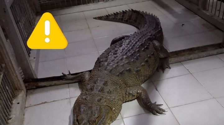Profepa advierte por cocodrilos en zonas urbanas de Veracruz en 2025; esto sabemos