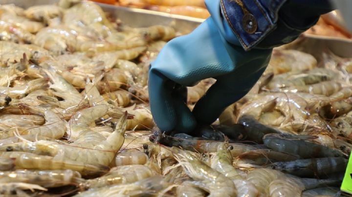 Alerta en Florida: bacteria carnívora causa la muerte de 4 personas