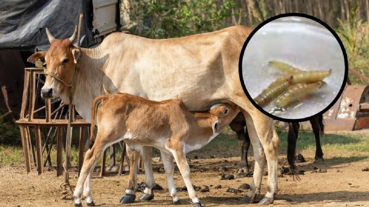 Primer caso humano de gusano barrenador en Tabasco en paciente de 76 años