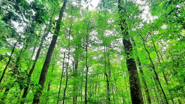 El Hayal, el majestuoso bosque en Hidalgo que tiene árboles en extinción