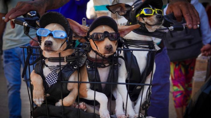 Inició en la pandemia, hoy tiene un negocio para mascotas rentable