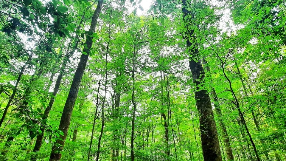 El bosque tiene apenas 0.43 kilómetros cuadrados, pero es el más grande y mejor conservado de hayas mexicanas