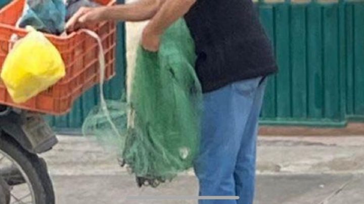 Los "roba palomos" de León, ponen comida para atraparlos con una red