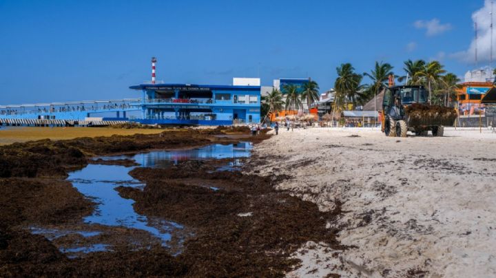 El círculo vicioso del sargazo