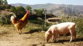 Foto ilustrativa de la nota titulada: México alista represalias: pollo y cerdo de EU en riesgo tras arancel al jitomate