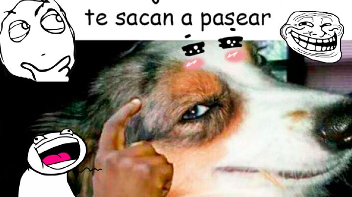 Día del perro 2025: ¿se celebra el 20 o 21 de julio? Los mejores memes para festejar a los peludos