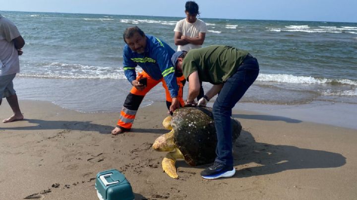 Rescatan tortuga en la playa de Coatzacoalcos; es especie en peligro de extinción