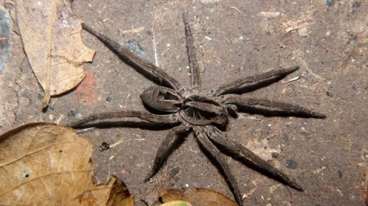 Alarma en Pachuca por arañas lobo; ¿cómo son y qué tan peligrosas son?