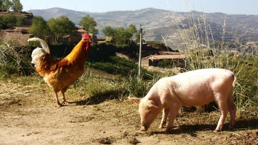 México alista represalias: pollo y cerdo de EU en riesgo tras arancel al jitomate