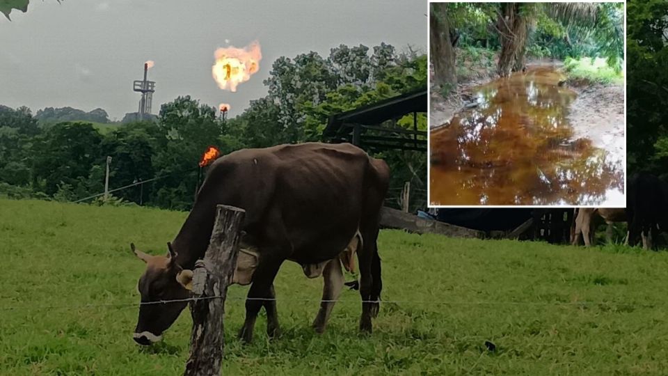 “Llevamos años batallando con los derrames”: denuncian daño a peces y ganado en San Juan Evangelista, Veracruz