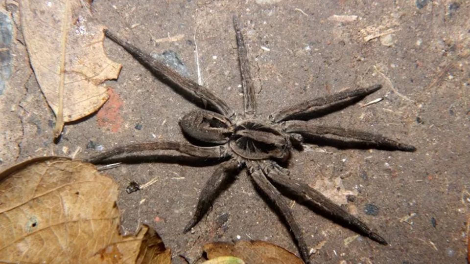 Los arácnidos pueden crecer varios centímetros de tamaño