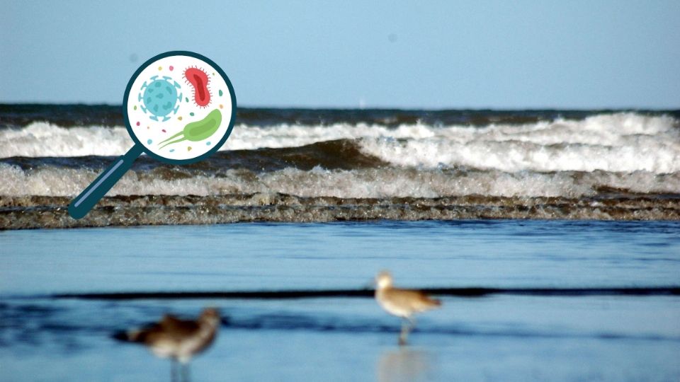 Esta es la playa más sucia de Veracruz, según estudios de Cofepris y Semarnat