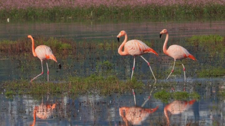 Se llenó la Presa de El Palote ¿Qué pasó con los flamencos?
