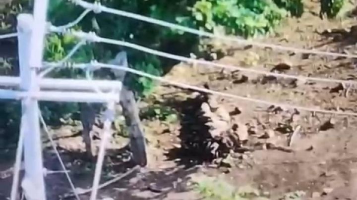 Estalla explosivo al CJNG en Apatzingán; tres muertos mientras lo colocaban