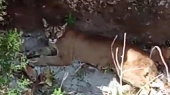 No lo lastimen: alertan sobre la presencia de un puma en San Miguel de Allende