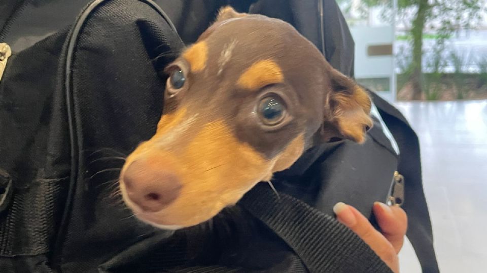 Mascotas tienen que esperar hasta tres horas para ser revisados en el nuevo Hospital de Mascotas León 450