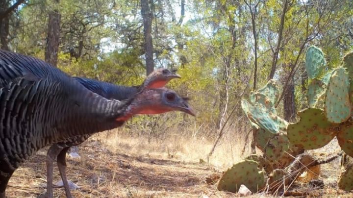 Detectan guajolote silvestre en las sierras de Guanajuato