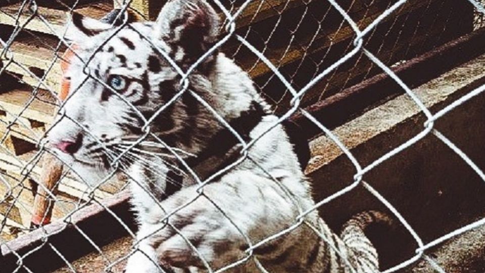 En Hidalgo han detectado especies silvestres en distintos municipios