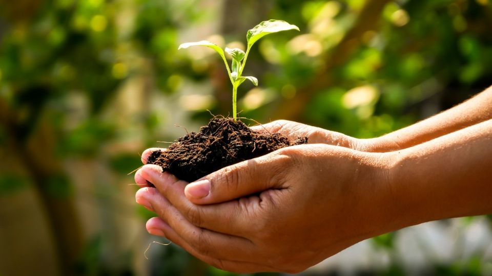 La persona o comunidad que aprovecha los servicios ambientales, puede acudir al juicio de amparo para reclamar su protección