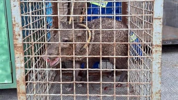 Osos, pumas, jabalíes y coyotes se dejan ver en zonas urbanas de Monterrey