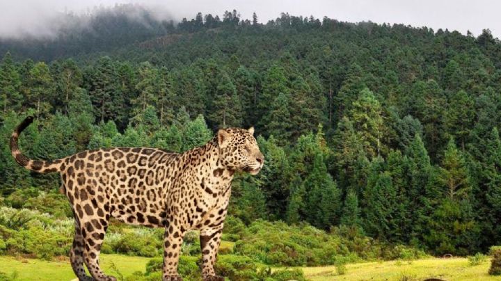 Árbol de oyamel y jaguar entran a catálogo de especies en peligro de extinción: Coesbioh