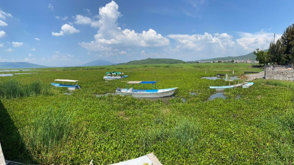 En la Laguna de Yuriria, cada vez hay más lirio que agua.