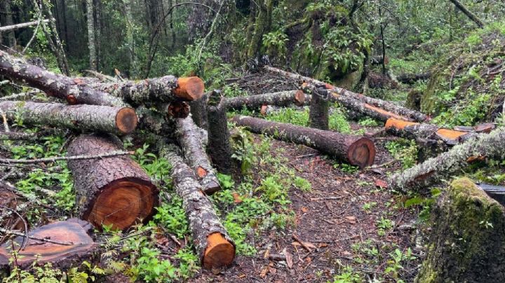 Van 13 mil 300 árboles de oyamel derribados en Mineral del Chico: Coesbioh
