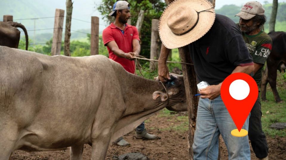 Lista de los 14 municipios de Veracruz con gusano barrenador de ganado