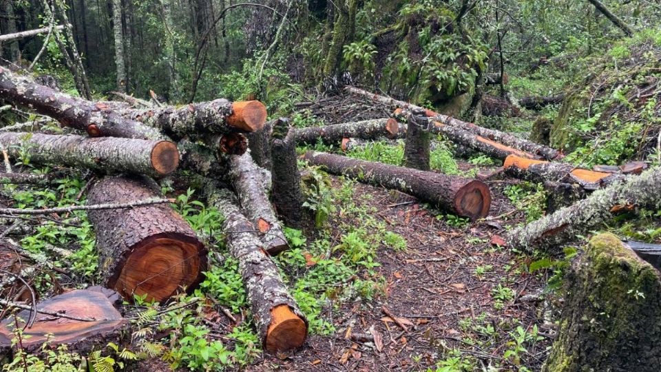 El derribo de árboles se lleva a cabo en 223 hectáreas del bosque de oyamel de Mineral del Chico