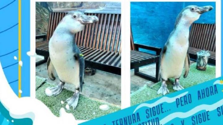 Pingüinos nacidos en el Zoo de León; cuál es su nombre ideal
