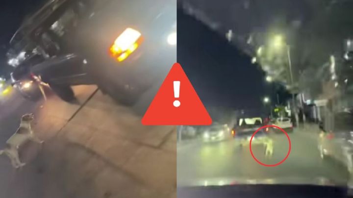 Acusan maltrato animal en Veracruz; camioneta arrastró a perro en la colonia Carranza