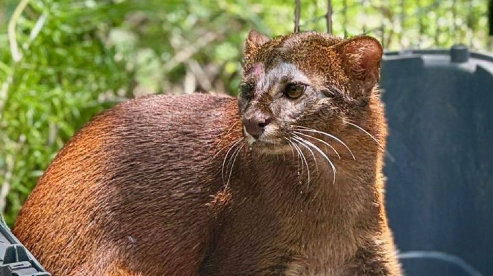 Rescatan a jaguarundi atrapado entre redes en Alvarado; ya fue liberado