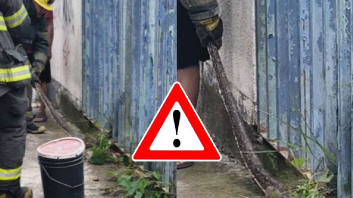 VIDEO: Tras lluvias, localizan serpientes en diferentes partes de Xalapa; esto sabemos
