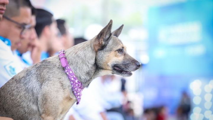Dónde esta el nuevo Hospital de Perros
