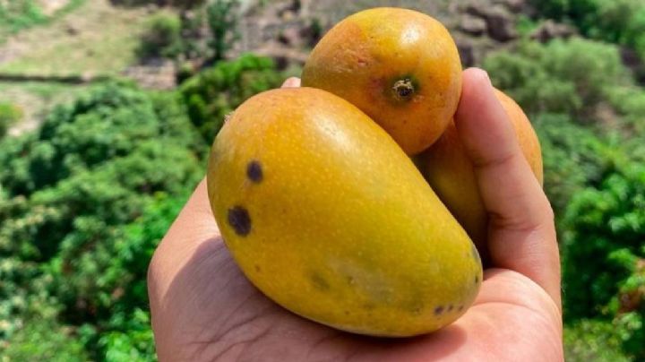 ¿Te gusta el mango?, disfrútalo en este festival de Guanajuato