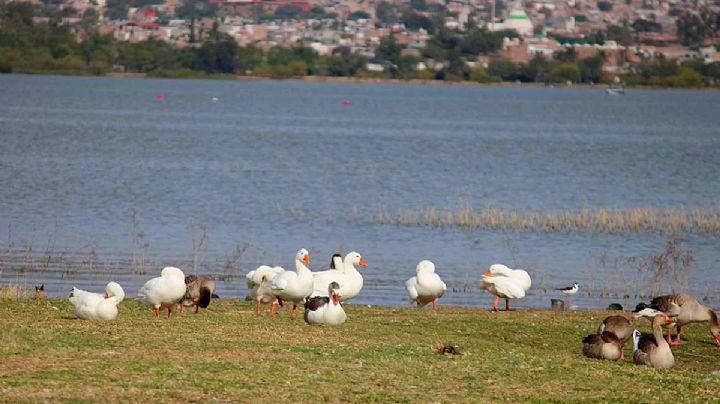 Este es el nivel de la presa El Palote hoy 8 de julio; y las lluvias siguen