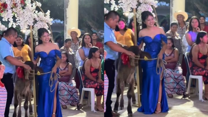 VIRAL: Joven de Hidalgotitlán recibe becerro como regalo de graduación de bachillerato