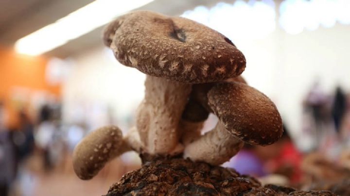 Comienzan los preparativos del Festival del Hongo y la Manzana en Acaxochitlán