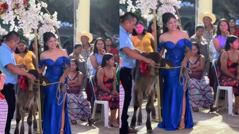 VIRAL: Joven de Hidalgotitlán recibe becerro de regalo de graduación de bachillerato