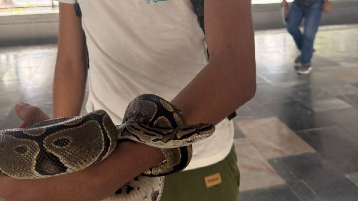 Metro CDMX: detienen a menor con serpiente en la estación Potrero