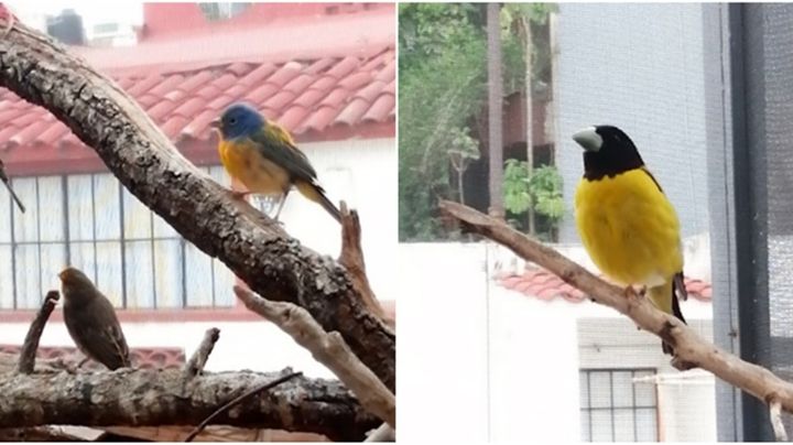 Del canto a la jaula: Profepa investiga posesión ilegal de aves en domicilio de la Condesa