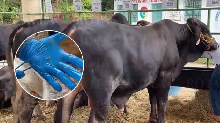 Nuevo caso de gusano barrenador en Veracruz vuelve a frenar exportación de ganado a EE. UU.