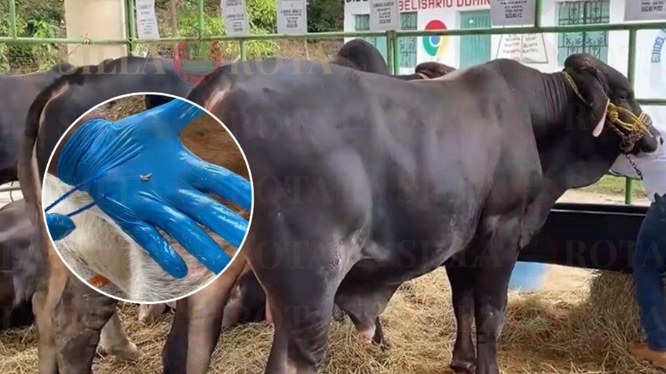 Foto Ilustrativa / Nuevo caso de gusano barrenador en Veracruz vuelve a frenar exportación de ganado a EE. UU.