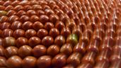 Foto ilustrativa de la nota titulada: Jitomate mexicano: a estos precios se pagará en EU