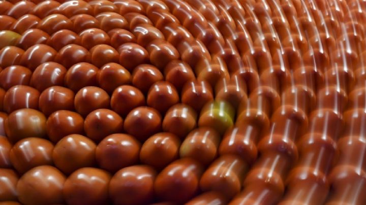 Jitomate mexicano: a estos precios se pagará en EU