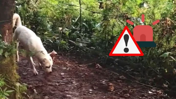 Perro encuentra restos de bebé recién nacido en Mixtla de Altamirano