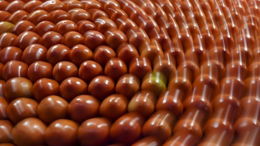 Jitomate mexicano: a estos precios se pagará en EU