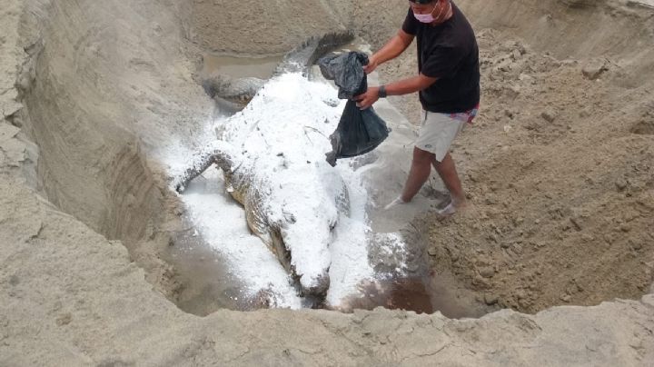 Fallece “Lucho”, el emblemático cocodrilo americano de la laguna La Ventanilla en Oaxaca